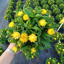 Yellow Strawflower Seeds, 200 Seeds