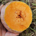 Honey Jar Pumpkin, 20 Seeds