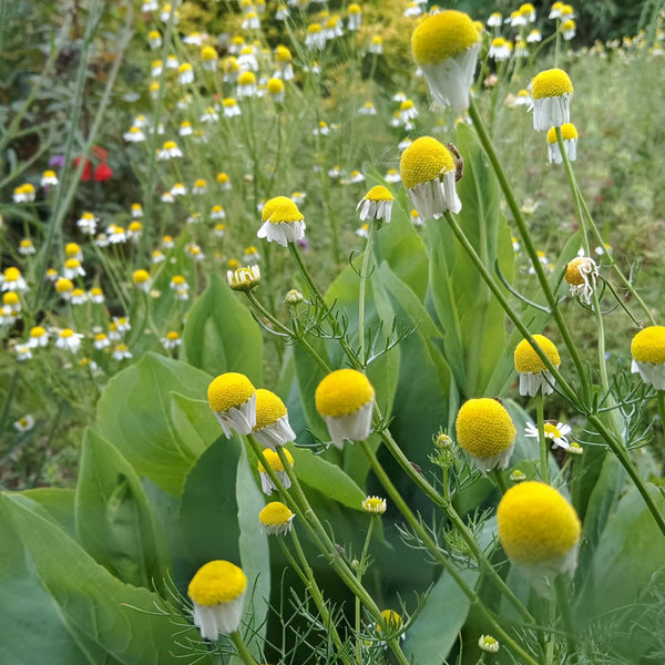 Oxeye Daisy Seeds, Pkt of 5000