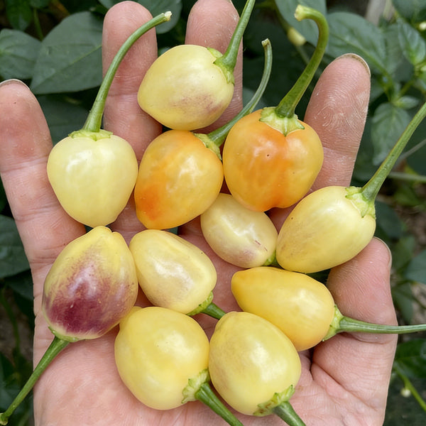 Seven-Colored Pickling Pepper, 100 Seeds