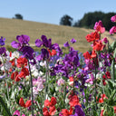 Tall Sweet Pea, Mixed