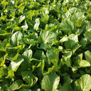 Sweet-Crispy Bamboo Mustard Green Seeds, 20g