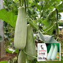 Horn-shaped Crispy Melon Seeds, 70 Seeds