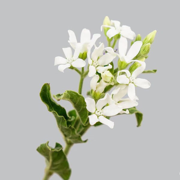 White Tweedia Seeds, 50 Seeds
