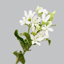White Tweedia Seeds, 50 Seeds