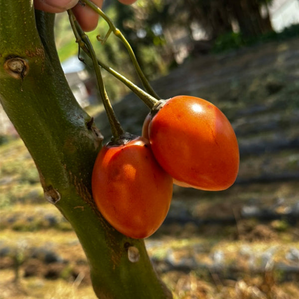 Tree tomato Seeds, 20 Seeds