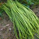 'Jiangshan Sijin' Cowpea Seeds, 100g