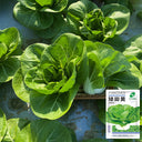 'Hefeng' Dwarf Bok Choy Seeds, 10g