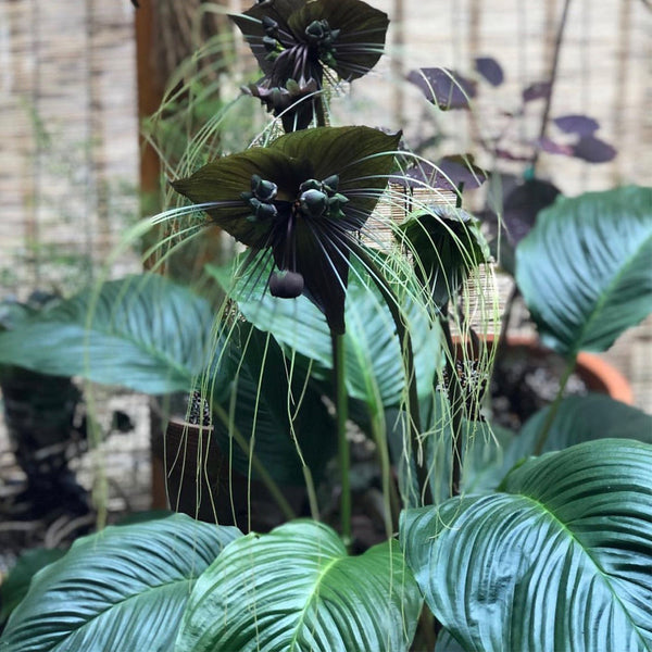 Tacca Chantrieri Seeds (5 Seeds)