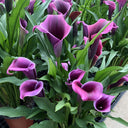 'Paco' Calla Lily, 18/20cm Circumference, 1 Bulb