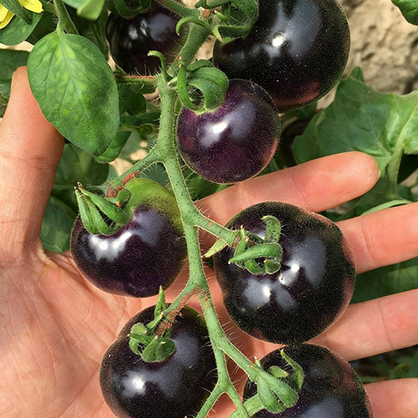Black Enchantress Fruit Tomato, 100 Seeds