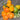730 Yellow Surprise Tomato, 5 Seeds