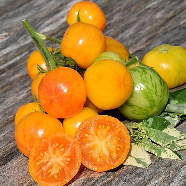 730 Yellow Surprise Tomato, 5 Seeds