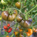 3 Dahlia Valle Tomato, 5 Seeds