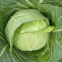 Cuixiaoluo Round Cabbage Seeds, 2g