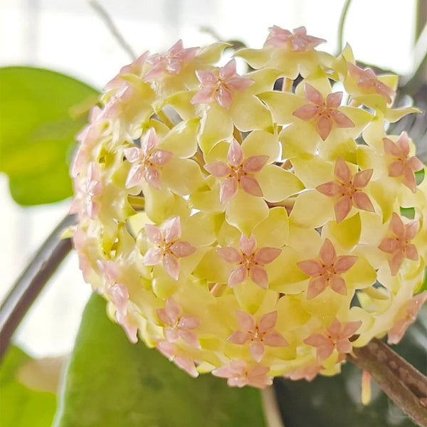 Hoya vitellina, 2 Cuttings