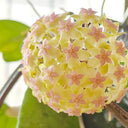 Hoya vitellina, 2 Cuttings