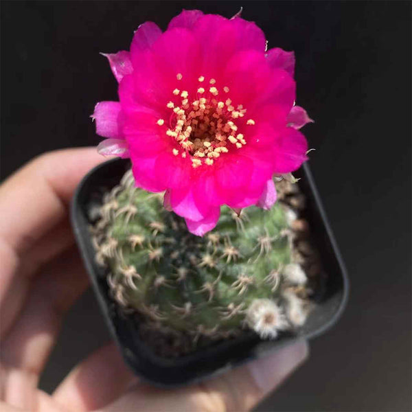 Lobivia famatimensis, 3-4cm