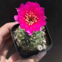 Lobivia famatimensis, 3-4cm