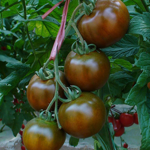 'Big Black Beauty' Tomato Seeds, 6 Seeds