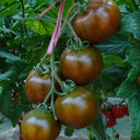 'Big Black Beauty' Tomato Seeds, 6 Seeds
