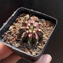 Gymnocalycium mihanovichii 'T-lux' Hybrid, 3cm