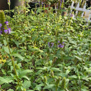 Large-Flowered Selfheal (Mixed Colors), 200 Seeds