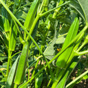Traditional Okra Seeds, 10g