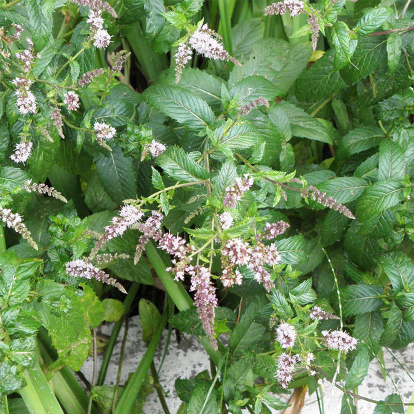 Spearmint Mint, 1000 Seeds