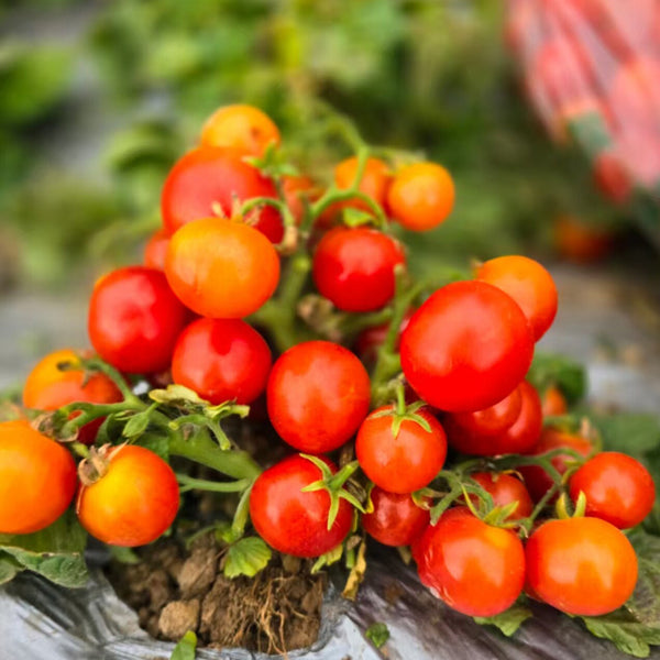 876 Micro Fortune Fairy Tomato, 5 Seeds