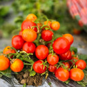 876 Micro Fortune Fairy Tomato, 5 Seeds