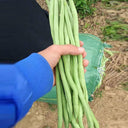 Stringless Snap Bean Seeds, 5 × 10g Bags