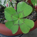 Oxalis deppei 'Mexico BotKA G4', 10 Bulbs