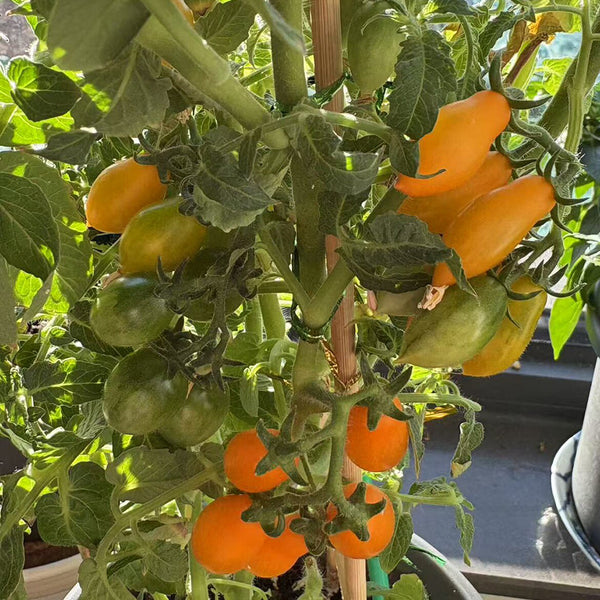 999 Eden Micro 6 Tomato, 5 Seeds
