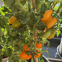 999 Eden Micro 6 Tomato, 5 Seeds