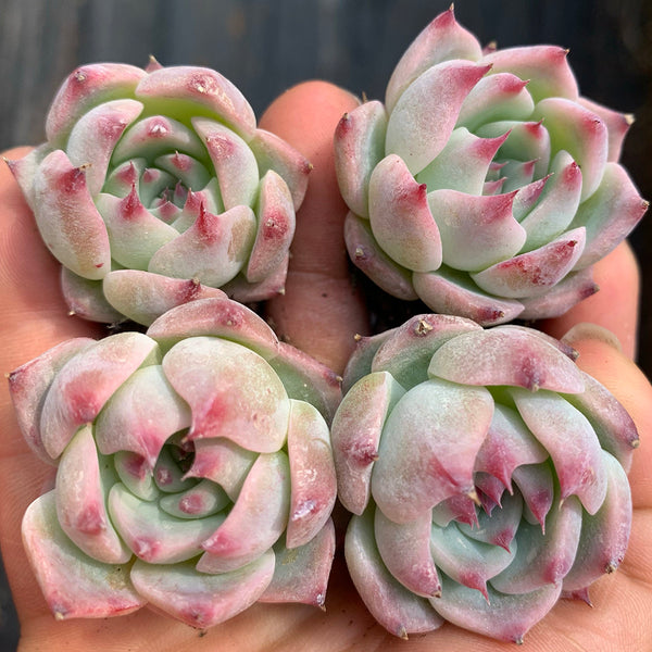 Echeveria chihuahuaensis, 3pcs x 1-head