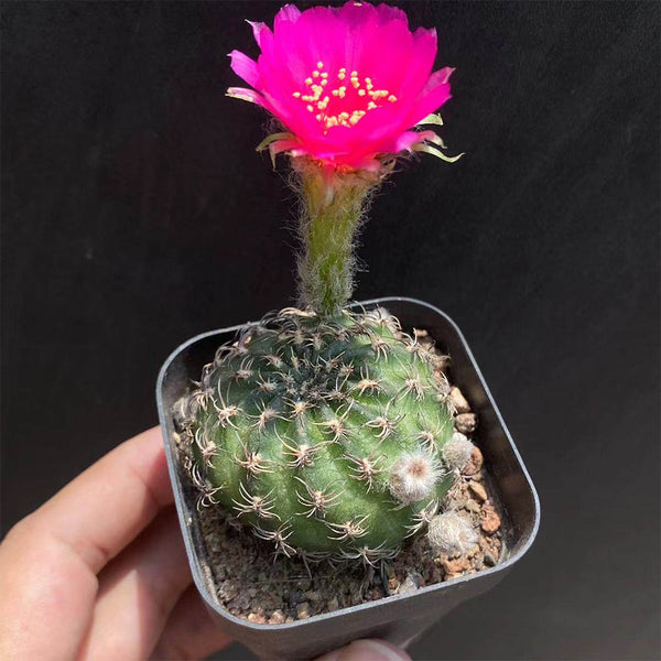 Lobivia famatimensis, 3-4cm