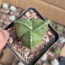 Triangular Bishop's Cap Live Cactus