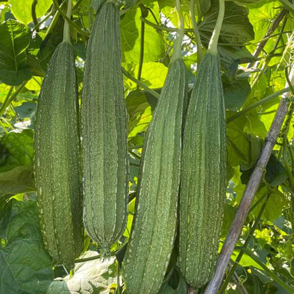Meiling No.1 Luffa Seeds, 10g