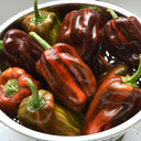 'Candy' Sweet Pepper Seeds, 3 Seeds