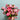 Red Star Hybrid Petunia, 100 Seeds