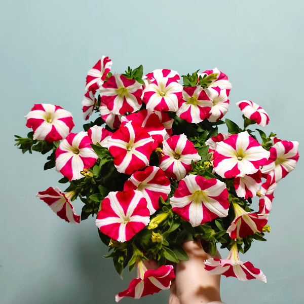 Red Star Hybrid Petunia, 100 Seeds