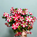 Red Star Hybrid Petunia, 100 Seeds