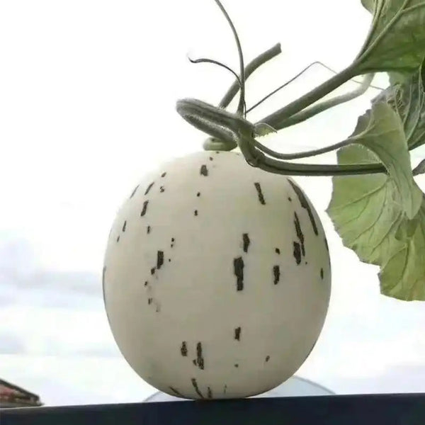 Meteor Silver Jade Melon Seeds, 20 Seeds