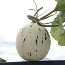 Meteor Silver Jade Melon Seeds, 20 Seeds