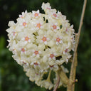 Whorled Wax Plant, 5 Cuttings