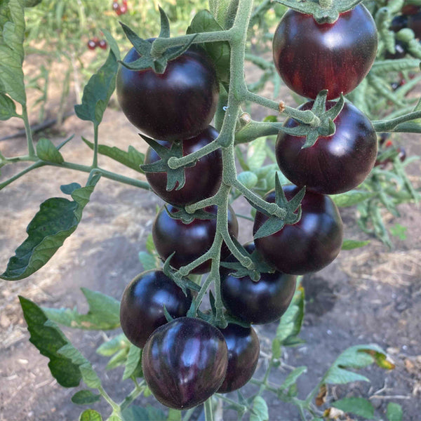 'Fairy Tale Sparkle' Tomato Seeds, 5 Seeds