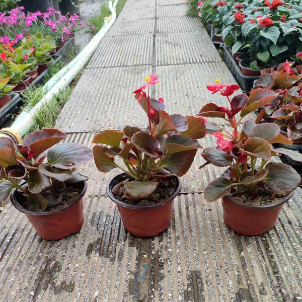 Bronze Leaf Red Flower Begonia, 50 Coated Seeds