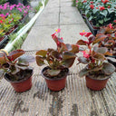 Bronze Leaf Red Flower Begonia, 50 Coated Seeds