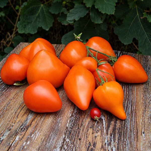 210 Night Candle Tomato, 5 Seeds
